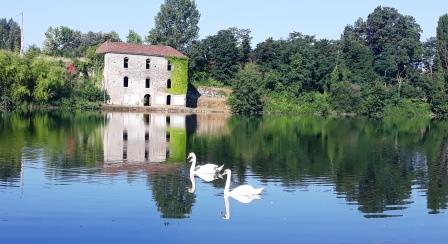 Casseneuil Cygnes